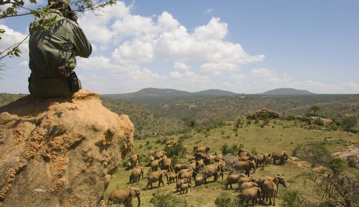 Elephant viewing
